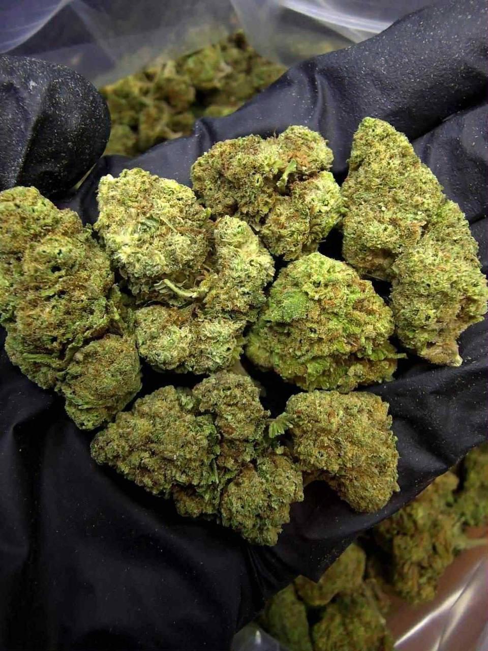 【重庆/成都】顶级进口蓝梦（Blue Dream）